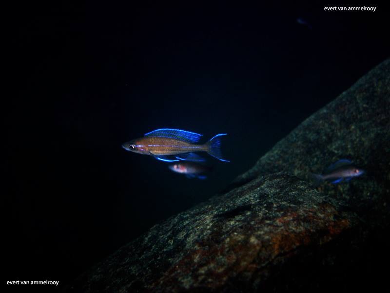 Paracyprichromis nigripinnis 'Funda'